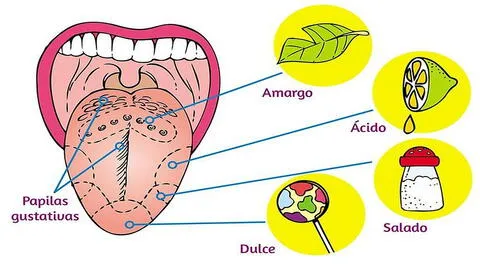 El sentido del gusto nos sirve para reconocer los sabores de los alimentos.