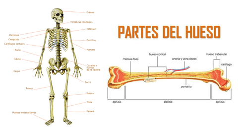 Los huesos se clasifican según su forma en largos, cortos, planos e irregulares.