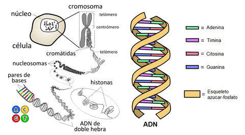 El ADN es el mapa genético de la vida.