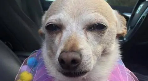 El dueño de un chihuahua dice que la gente no cree que el cachorro se vea tan bien 'para su edad'.