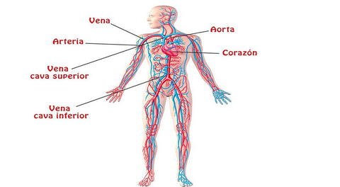 Aprende acerca de los órganos vitales del sistema circulatorio y cómo su óptimo funcionamiento es esencial para una vida saludable.