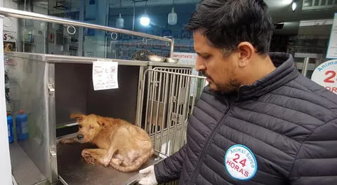 ¡Necesitan un hogar! Más de 10 perritos encontrados en grave estado de salud buscan ser adoptados en Surco