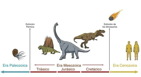 Las Eras Geológicas se evidencian a partir del registro fósil.