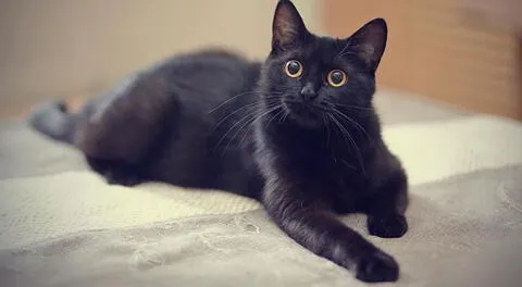 Conoce cuál es el significado de tener un sueño con este minino.