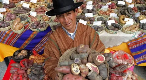 La papa tiene más de 10 mil años de ser cultivada. Crecían en el sur peruano y zonas aledañas.