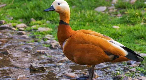 Soñar con patos augura crecimiento económico y mucha prosperidad.