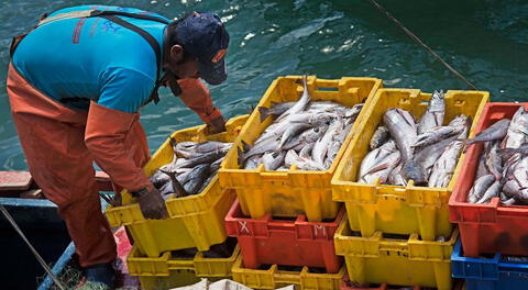 Piura y Tumbes: pescadores artesanales exigen reanudar sus faenas para salvarse de crisis