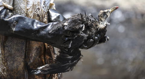 Ventanilla: pecadores siguen sin poder trabajar por derrame de petróleo de Repsol