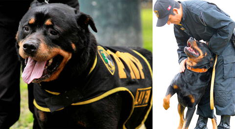 Lay Fun: la historia del rottweiler que  llegó hacer perro policía