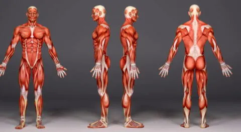Cada parte del cuerpo humanao lleva una función clave para correcto funcionamiento.