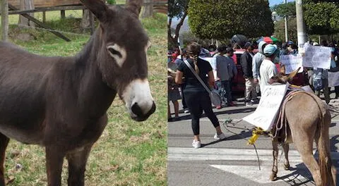 Ica: ciudadanos intentan sacar a alcalde en un burro tras obras inconclusas en Nasca