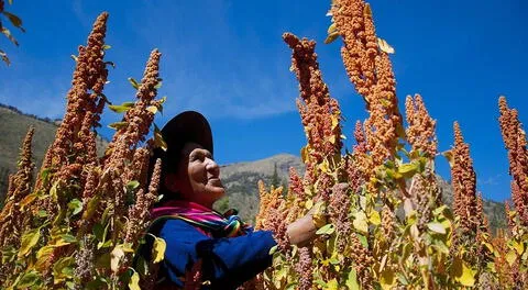 La agricultura es la principal actividad económica de la Sierra.