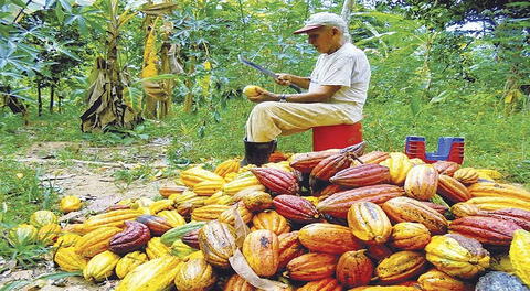 La agricultura en la selva peruana nos brinda frutos maravillosos como el cacao.