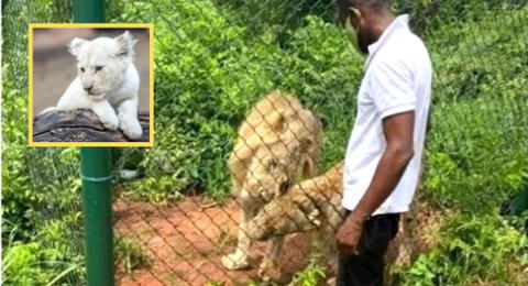 Tras la tragedia, empleados del zoológico retiraron de la jaula a los felinos para rescatar el cuerpo.