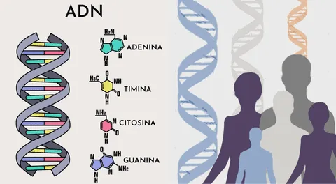 El ADN es el mapa genético de la vida.