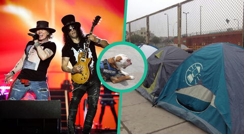 Guns N’ Roses en Lima: Perrito se vuelve ‘gunner’ luego de que fanáticos que acampaban lo adoptaran