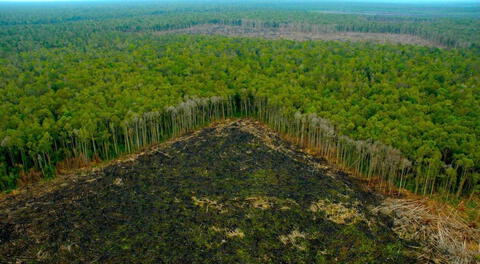 Deforestación de bosques y selvas.