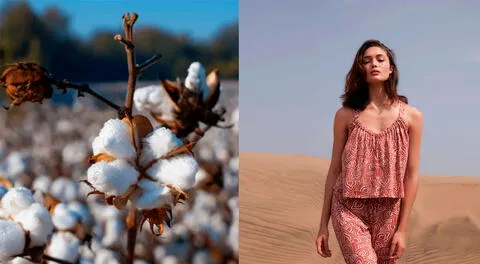 Este producto está posicionado como el mejor algodón y el más fino del mundo, siendo solo comparable con el algodón egipcio pima.