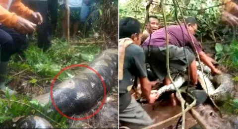 La mujer que estaba desaparecida fue encontrada dentro de una serpiente pitón de casi 7 metros en Indonesia.