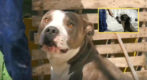 El perrito de raza pitbull salvó a su dueña de morir electrocutada en el techo de su casa en México.