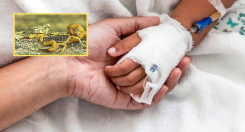 El niño de 7 años recibió una picadura de escorpión y sufrió de siete infartos que le hicieron perder la vida en Brasil.