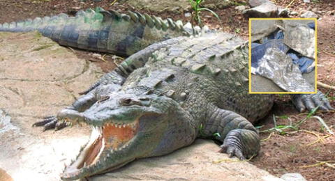 Una madre ruega porque sacrifiquen al cocodrilo que mató a su hijo en la orilla del río en Costa Rica.