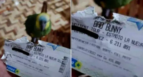 El loro 'Panchito' hizo tremenda travesura con la entrada para el concierto de Bad Bunny de su dueña en Paraguay.