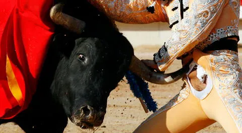 Cinco ejemplares para la Corrida de toros mueren camino a Lima