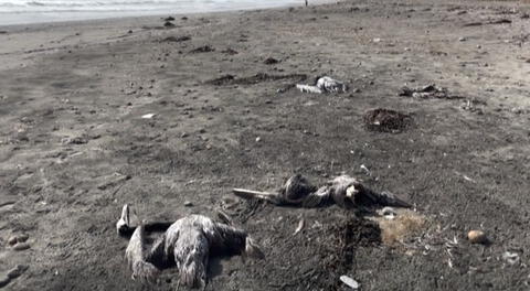Ministerio Público de Lima investiga muerte de pelícanos en la Playa San Pedro en Lurín
