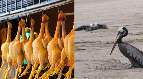 La organización garantizó que los brotes de influenza aviar en aves no ponen en riesgo el consumo de huevos y carne de pollo.