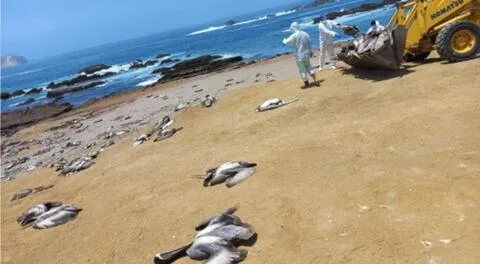 La representante del Senasa dijo que se ha reforzado la vigilancia activa de síntomas que puedan presentar las aves de corral a fin de detectar algún caso de influenza aviar.