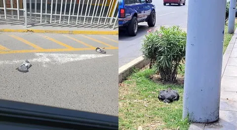 Los peruanos vienen reportando diversas muertes de aves en varios puntos de la capital.