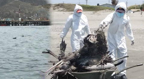 Miles y miles de pelícanos mueren diferentes playas del Perú, por gripe aviar.