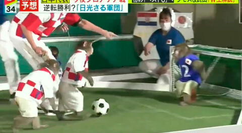 Japón vs. Croacia: recrearon el partido, pero con monos y el resultado sorprendió