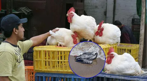 Conoce aquí cuáles son las fuentes de contagio de la gripe aviar en humanos.
