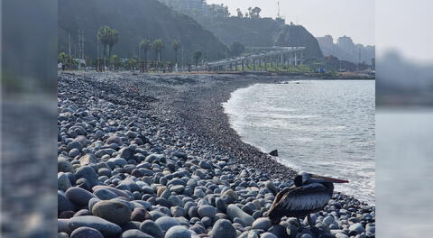 Deportistas podrán ingresar a las playas de Miraflores pese a restricciones establecidas.
