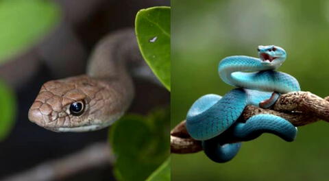 Se examinó 9 especies de serpientes diferentes.