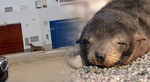 Reportan lobos marinos moribundos por las calles de Punta Negra