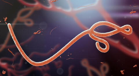 Los brotes de enfermedad por el virus del Ébola tienen una tasa de letalidad que es de aproximadamente 50%