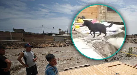 Perro es rescatado por periodista que cubría la situación del río Chillón por lluvias.