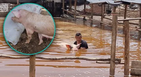 Cerdita Luna es rescatada tras ser arrastrada por huaico en Punta Hermosa.