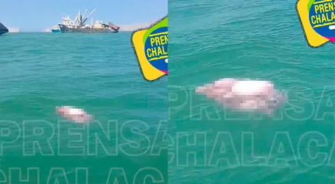 Callao: hallan presuntos restos humanos flotando en la playa Bahía Blanca de Ventanilla