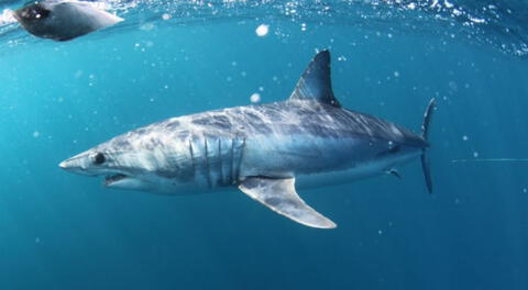 Descubre la verdadera razón por la cuál se ve la presencia de tiburones en la costa peruana.