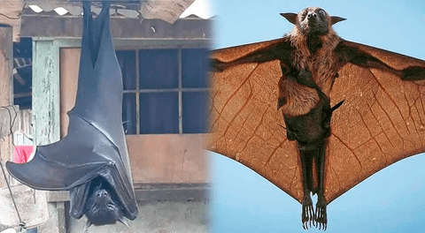 Conoce al zorro volador, una de las especies de murciélagos más interesantes.