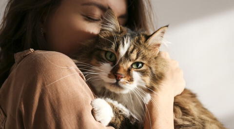 Un gato puede vivir de 12 a 18 años, según recientes estudios.