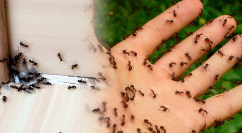 Descubre qué significa tener hormigas en casa desde una perspectiva espiritual.