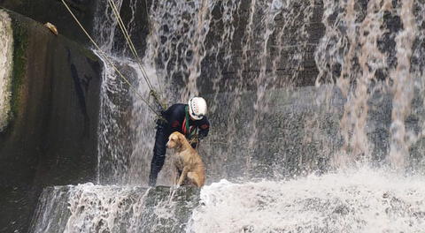 Rescatista ayudando a perrito a salir del río Rímac.