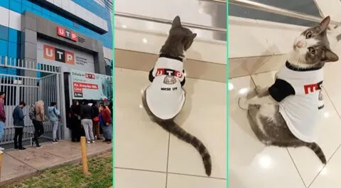 El adorable gatito fue viral en TikTok por singular camiseta.