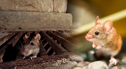 Estos roedores son considerados animales astutos.
