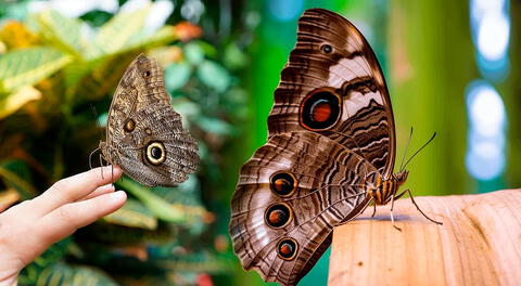 Las mariposas son vinculadas con el proceso de la metamorfosis.